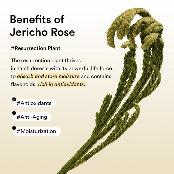 Collagen eye patch Jericho rose jelly