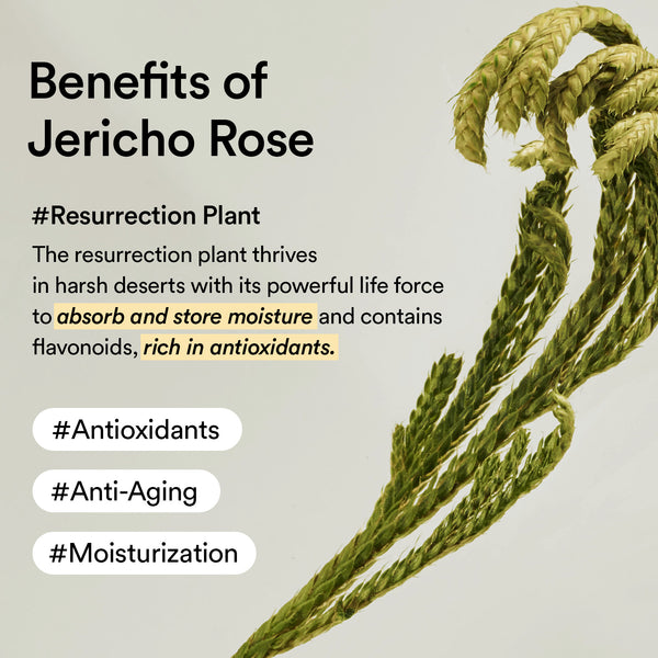 Collagen Eye Cream Jericho Rose Tube